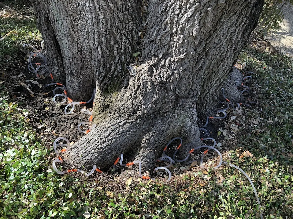 Detailed Tree Cabling and Bracing job site in Cook Springs