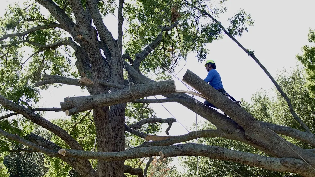 Professional Crown Thinning performed by certified arborists in Cook Springs