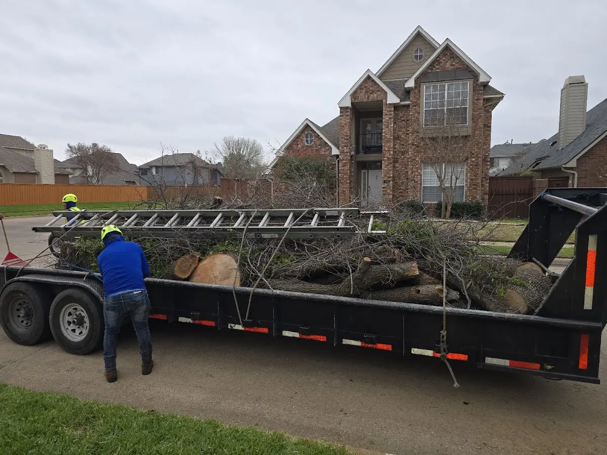 Expert Tree Removal with proper safety equipment in Cook Springs